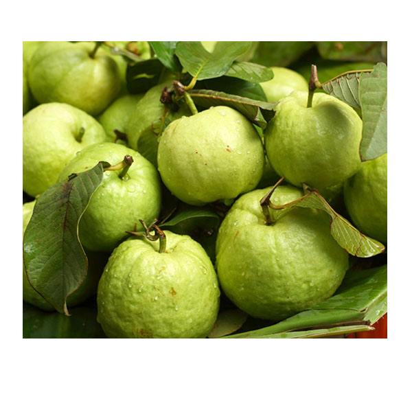 Ăn ổi chữa bệnh trĩ nội, trĩ ngoại Ăn ổi chữa bệnh trĩ nội, trĩ ngoại