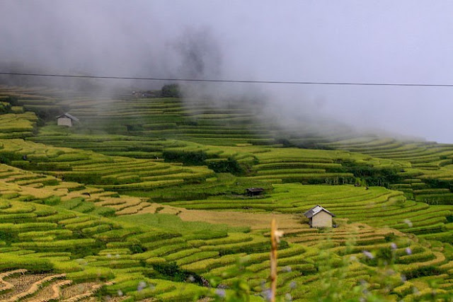 Ngắm cảnh sắc ‘thiên đường’ ruộng bậc thang hùng vĩ ở Y Tý Lào Cai 8