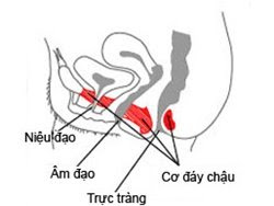 Bài tập cho cơ đáy chậu Bài tập cho cơ đáy chậu