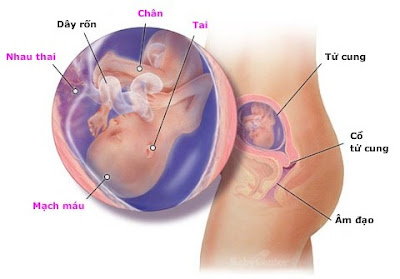 Thai nhi 18 tuần tuổi: những điều cần biết và lời khuyên cho mẹ Thai nhi 18 tuần tuổi: những điều cần biết và lời khuyên cho mẹ
