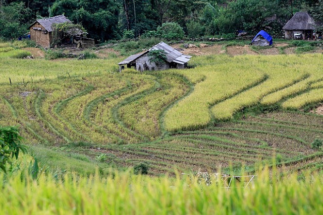 Ngắm cảnh sắc ‘thiên đường’ ruộng bậc thang hùng vĩ ở Y Tý Lào Cai 10