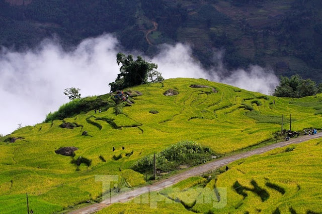 Ngắm cảnh sắc ‘thiên đường’ ruộng bậc thang hùng vĩ ở Y Tý Lào Cai 2
