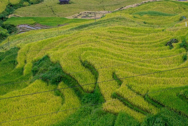 Ngắm cảnh sắc ‘thiên đường’ ruộng bậc thang hùng vĩ ở Y Tý Lào Cai 7