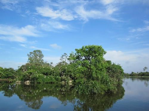 Đảo cò Chi Lăng
