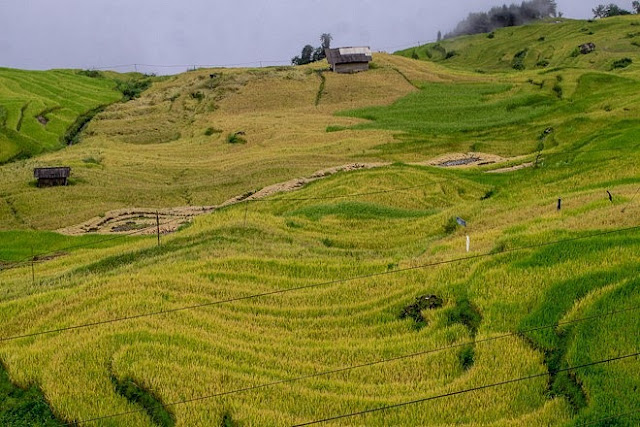 Ngắm cảnh sắc ‘thiên đường’ ruộng bậc thang hùng vĩ ở Y Tý Lào Cai 1