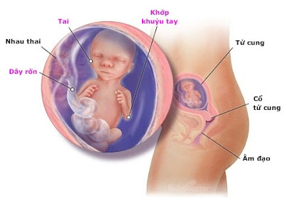 Thai nhi 17 tuần tuổi: những điều cần biết và lời khuyên cho mẹ Thai nhi 17 tuần tuổi: những điều cần biết và lời khuyên cho mẹ