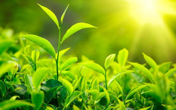 4 mẹo làm đẹp đơn giản hiệu quả với trà xanh