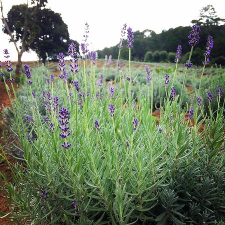 Cánh đồng hoa lavender Đà Lạt