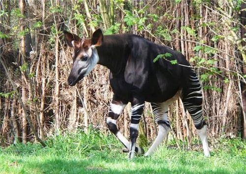 Okapi