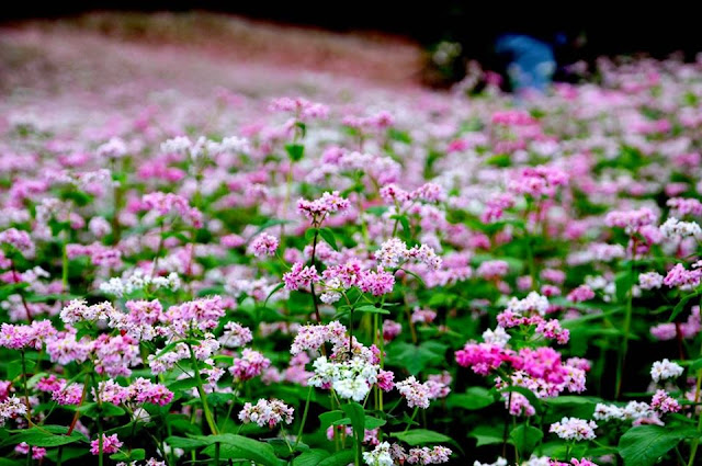 Cánh đồng hoa Tam Giác Mạch Cánh đồng hoa Tam Giác Mạch