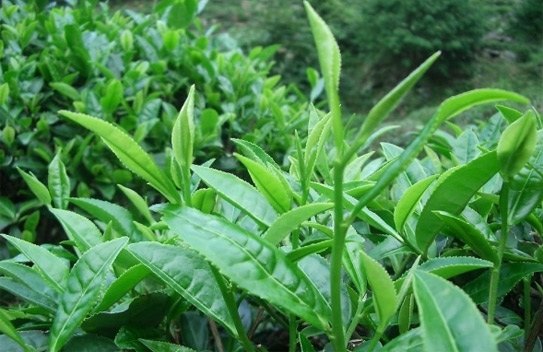 Trà - Chè xanh có tác dụng gì đối với con người?