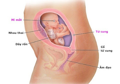 Thai nhi 21 tuần tuổi: thông tin hữu ích dành cho mẹ Thai nhi 21 tuần tuổi: thông tin hữu ích dành cho mẹ