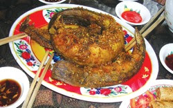 Ăn cá chạch chữa bệnh Ăn cá chạch chữa bệnh