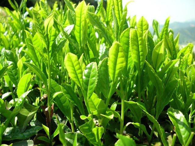 Trà - Chè xanh có tác dụng gì đối với con người?