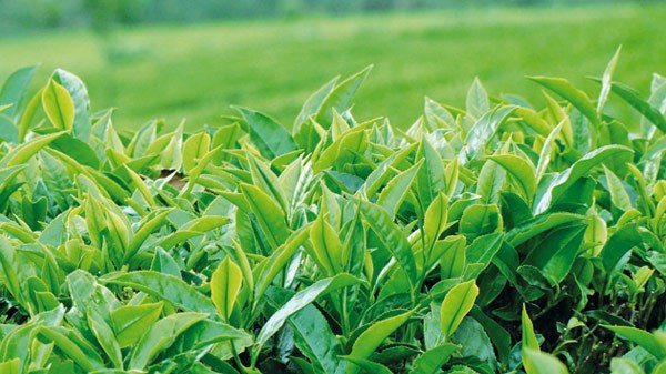 Trà - Chè xanh có tác dụng gì đối với con người?