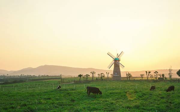 Vinamilk Organic Milk Farm