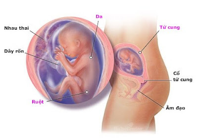 Thai nhi 20 tuần tuổi: Thông tin cần thiết cho mẹ Thai nhi 20 tuần tuổi: Thông tin cần thiết cho mẹ