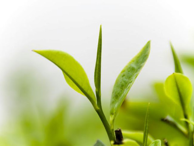Trà - Chè xanh có tác dụng gì đối với con người?