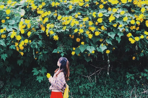 Những con đường hoa dã quỳ Đà Lạt