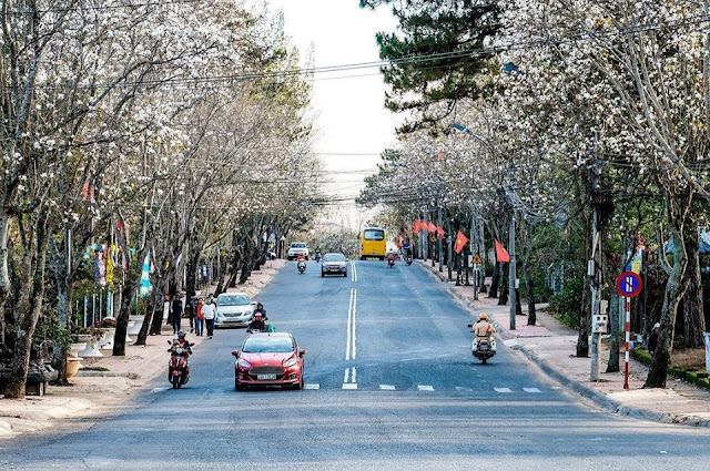 Tháng 1 hoa ban nở trắng trời Đà Lạt đẹp tựa như trong tranh
