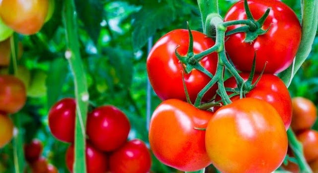 Làn da đẹp hơn nhờ công dụng tuyệt vời cà chua