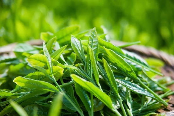 Trà - Chè xanh có tác dụng gì đối với con người?