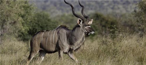 Linh dương Kudu lớn