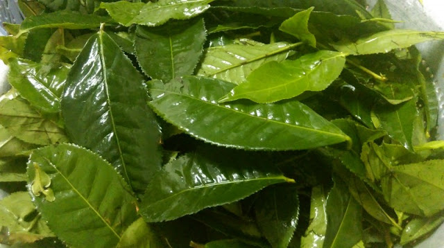 Trà - Chè xanh có tác dụng gì đối với con người?