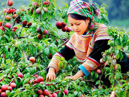 Du lịch Mộc Châu: Sức hấp dẫn trên cao nguyên xanh