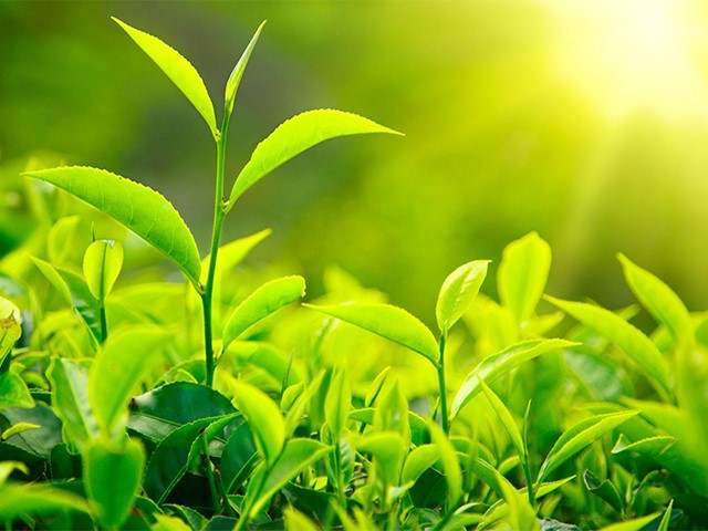 Trà - Chè xanh có tác dụng gì đối với con người?