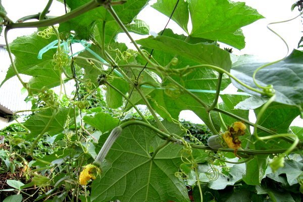 Tắm trắng tại nhà hiệu quả với tía tô và dây mướp