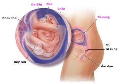 Thai nhi 19 tuần tuổi: Thông tin hữu ích dành cho mẹ