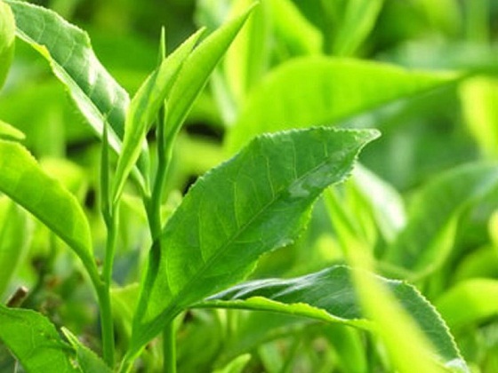 Trà - Chè xanh có tác dụng gì đối với con người?
