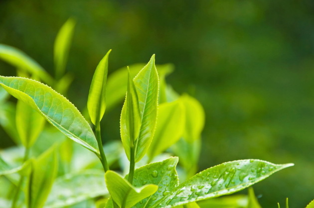 Trà - Chè xanh có tác dụng gì đối với con người?