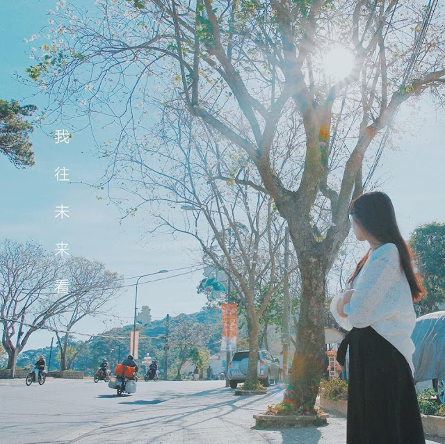 Tháng 1 hoa ban nở trắng trời Đà Lạt đẹp tựa như trong tranh 7